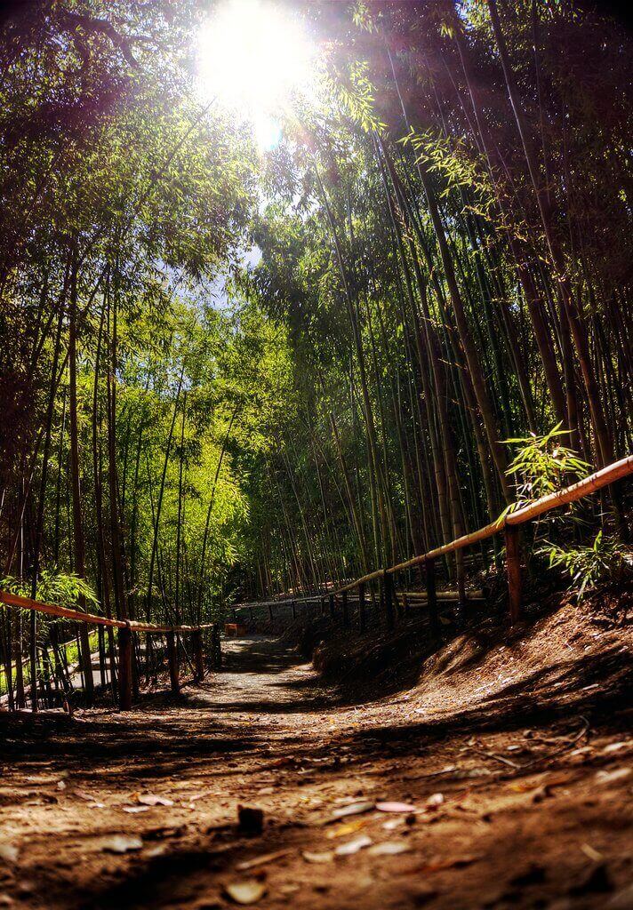 bamboo forest