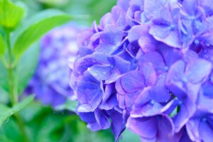 natural, plant, beautiful flowers, in the early summer, flowers, green, leaf, japan, rain, water drops, rainy season, wet, hydrangea, nature, blue, flower wallpaper, purple, flower background, macro