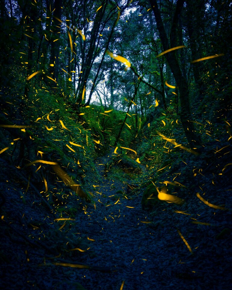 June in Japan Enchanting firefly spectacle in Amecameca de Juárez, showcasing vibrant natural beauty and magic.