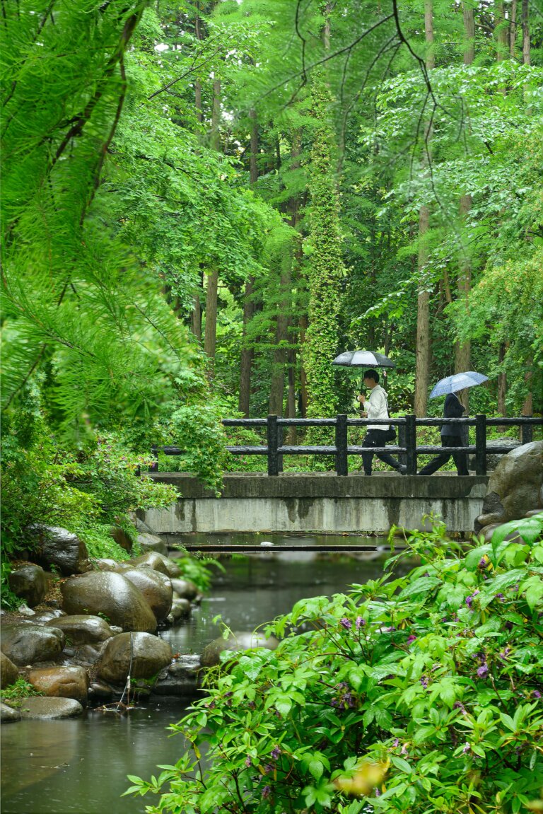 June in Japan Two people strolling on a bridge in a vibrant forest with umbrellas under light rain, creating a peaceful scene.