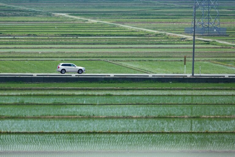 rice paddy and a white car on road
