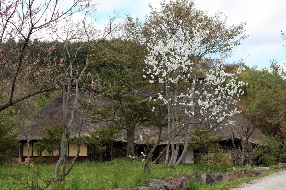Valued at Zero: Why Japan's Old Houses Lose Their Worth, and Why Some Are Reclaiming It Sunlight on old wooden pillar beside fresh tatami mat
