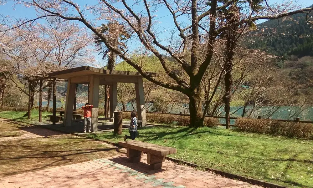 About Ichifusa Dam in Kumamoto during cherry blossom season
