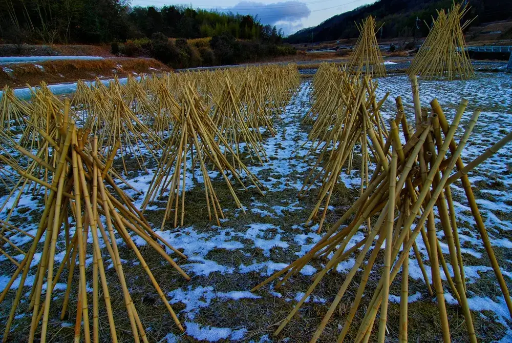 How to Choose an Authentic Japanese Chasen (And Why They're So Hard to Find) Bamboo drying outdoors in the cold winter air during kanzarashi