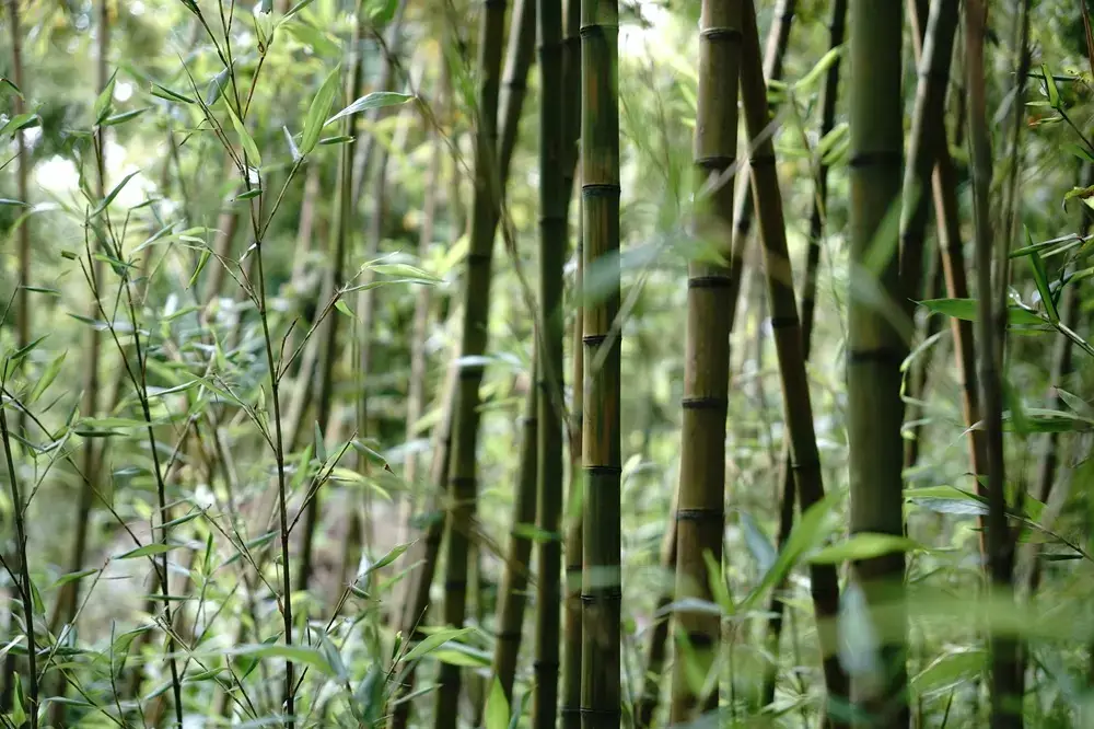 How to Choose an Authentic Japanese Chasen (And Why They're So Hard to Find) Tall bamboo grove growing densely in a forest