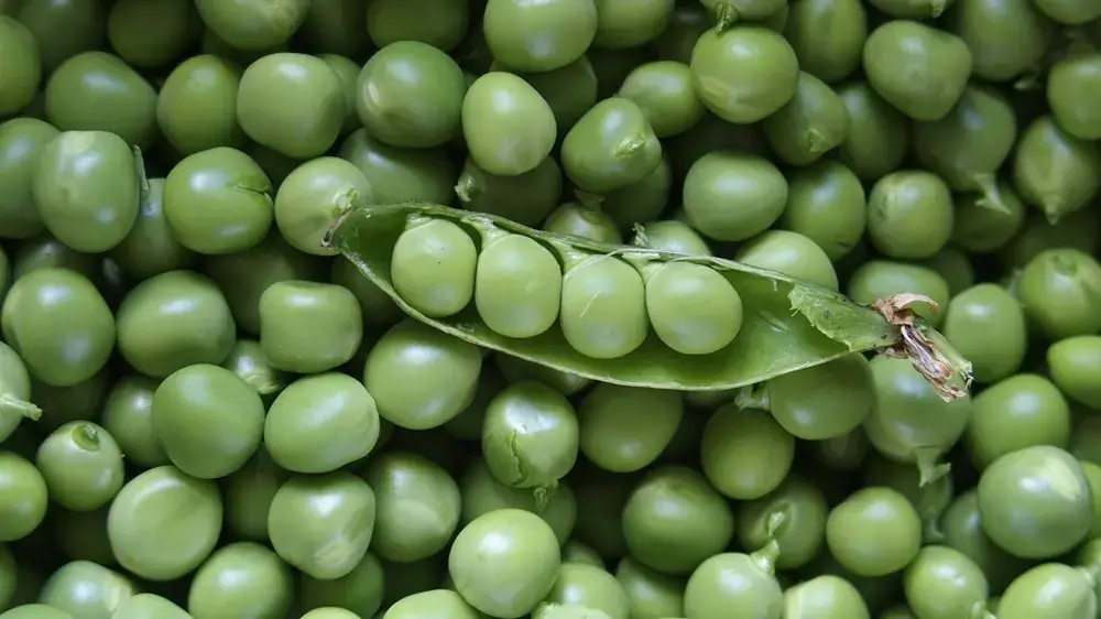 Why Soy Keeps Showing Up in Today’s Biggest Food and Health Trends Close-up of fresh green soybeans